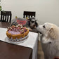 Mixed Berry Barkday Cake 🎂🐾