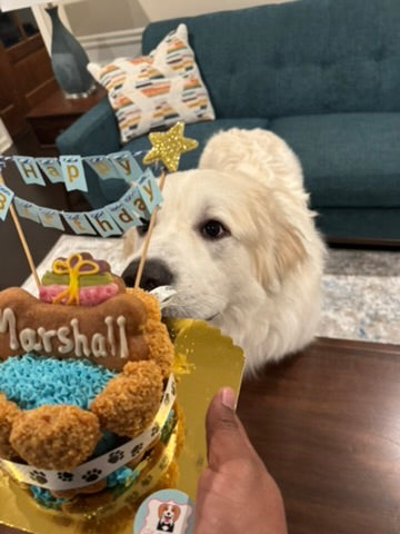 Mixed Berry Barkday Cake 🎂🐾