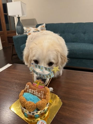 Mixed Berry Barkday Cake 🎂🐾