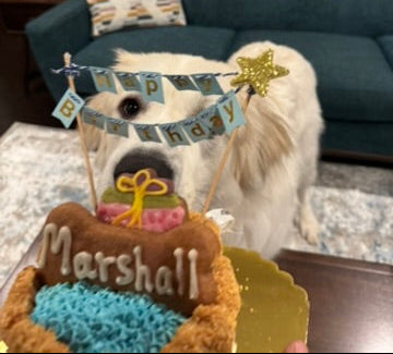 Mixed Berry Barkday Cake 🎂🐾